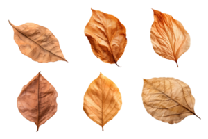 Collection of dried leaves isolated on transparent background. ai generated png