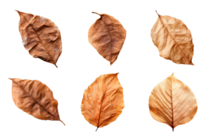 Collection of dried leaves isolated on transparent background. png