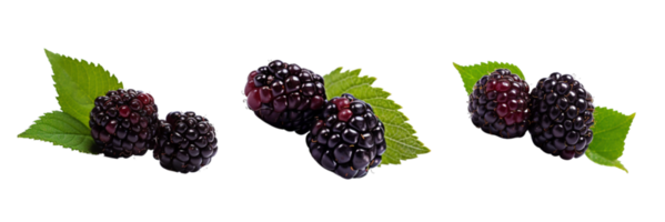 Fresh blackberries with green leaves isolated on transparent background. ai generated png