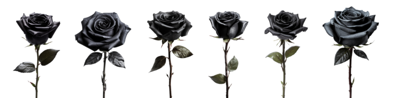 black rose with leaf isolated on transparent background. ai generated png