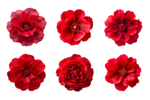 urval av olika röd blommor isolerat på transparent bakgrund png