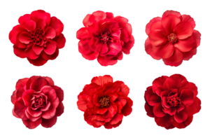 selezione di vario rosso fiori isolato su trasparente sfondo png