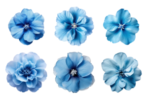 Selection of various blue flowers isolated on transparent background. ai generated png