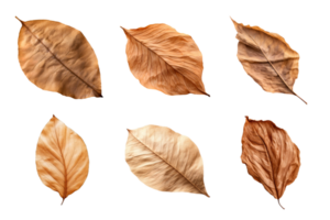 Collection of dried leaves isolated on transparent background. ai generated png