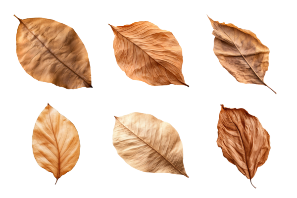 Collection of dried leaves isolated on transparent background. ai generated  26553158 PNG