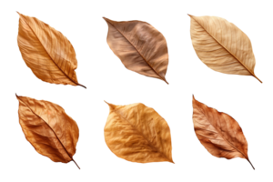 collection de séché feuilles isolé sur transparent Contexte. ai généré png