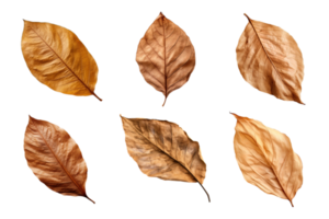 Collection of dried leaves isolated on transparent background. ai generated png