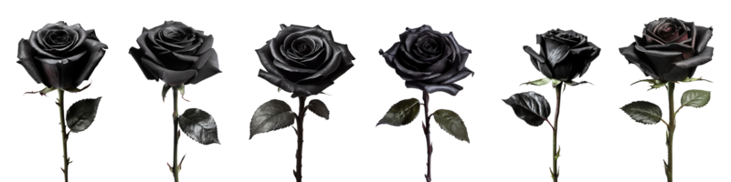 zwart roos met blad geïsoleerd Aan transparant achtergrond. ai gegenereerd png