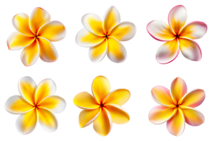 frangipane, plumeria fiori collezione isolato su trasparente sfondo. ai generato png