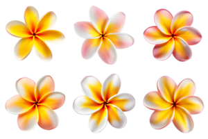 frangipani, plumeria flores coleção isolado em transparente fundo. ai gerado png