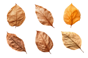 Collection of dried leaves isolated on transparent background. ai generated png