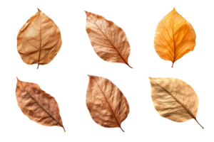 collection de séché feuilles isolé sur transparent Contexte. ai généré png