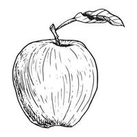 Vector graphic apple fruit with leaf black and white line illustration. Realistic botanical drawing in sketch style