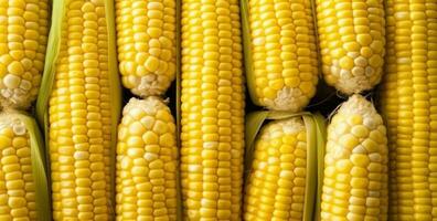 Sweet corn background photo