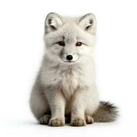 Arctic fox in winter isolated on white background photo