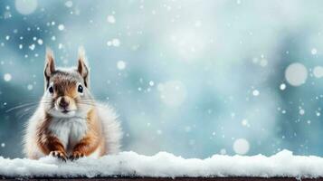 Snowy squirrel on snow background with empty space for text photo