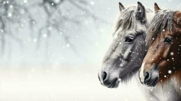 Snowy horses on snow background with empty space for text photo