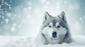 Husky dog on snow background with empty space for text photo
