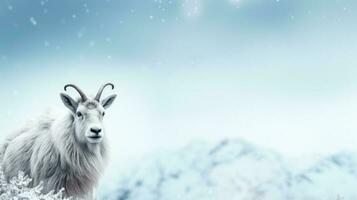 Snowy mountain goat on snow background with empty space for text photo