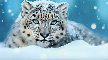 Snow leopard on snow background with empty space for text photo