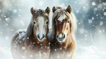 Snowy horses on snow background with empty space for text photo