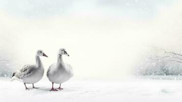 nieve gansos en nieve antecedentes con vacío espacio para texto foto