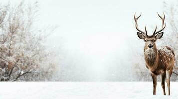 Snowy deer on snow background with empty space for text photo