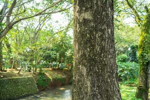 Beautiful bark pattern The traces of separation can be seen clearly, against the blurred background in the garden photo