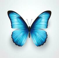 Blue butterfly isolated photo