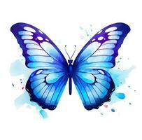 Blue butterfly isolated photo