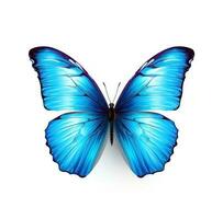 Blue butterfly isolated photo