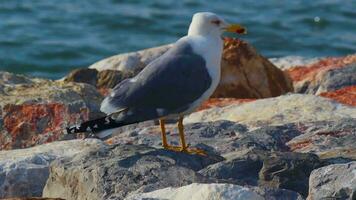 gaivota em pé sozinho em pedras perto a mar de praia video