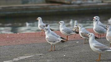 mouette permanent seul sur des pierres près le mer plage video