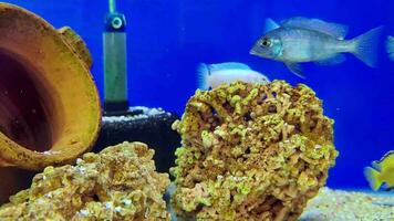 Fish in Aquarium Life Footage. video