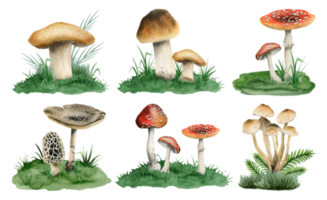 Mushrooms growing in green grass watercolor illustration collection with realistic edible Boletus edulis, fly agarics and other forest woodland plants png