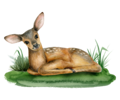 Young baby deer laying on grass watercolor illustration of cute forest woodland fawn animal for stickers png