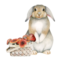 Bunny rabbit with fly agaric mushrooms in wicker basket watercolor illustration. Forest woodland clipart with animal for card design, print, fabric png