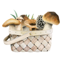 Brown edible mushrooms in wicker basket watercolor illustration. Forest woodland clipart with boletus and grass for card design, print, fabric png