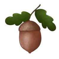 acorn with leaves png