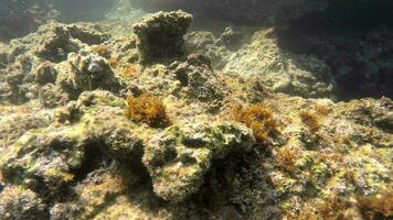 sous-marin de une moussu mer avec microscopique animaux planctons et petit des poissons dans Naturel écosystème video