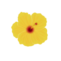 illustratie van hibiscus bloem png