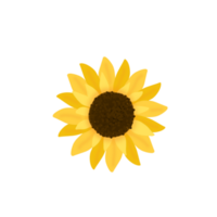 Illustration von Sonne Blume png