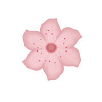 Illustration of cherry blossom flower png