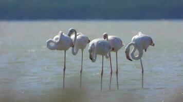 selvagem flamingo pássaros dentro uma pantanal lago dentro uma real natural habitat video