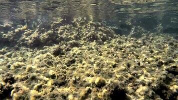 submarino de un cubierto de musgo mar con microscópico animales plancton y pequeño peces en natural ecosistema video