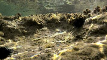 submarino de un cubierto de musgo mar con microscópico animales plancton y pequeño peces en natural ecosistema video