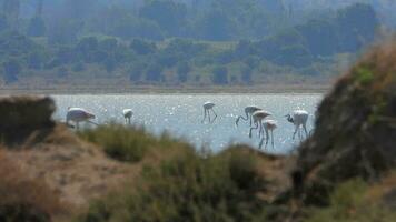 wild flamingo vogelstand in een wetland meer in een echt natuurlijk leefgebied video