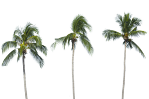 paume arbre transparent Contexte png