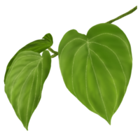 Betel leaf for health png