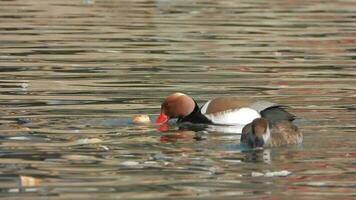 rosso crestato moriglione anatra uccello nuotare su lago acqua superficie nel natura video